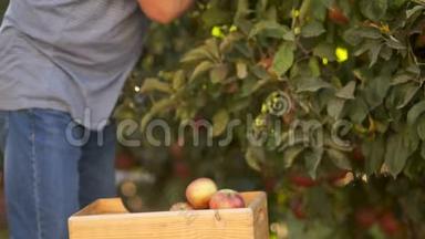 生食品，在园内采摘新鲜水果.. 特写，双手从树上撕下成熟的苹果，放进木箱